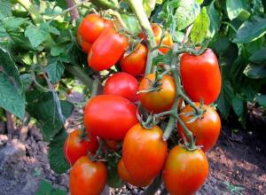 Самые лучшие сорта томатов для открытого грунта по различным характеристикам: описание, фото